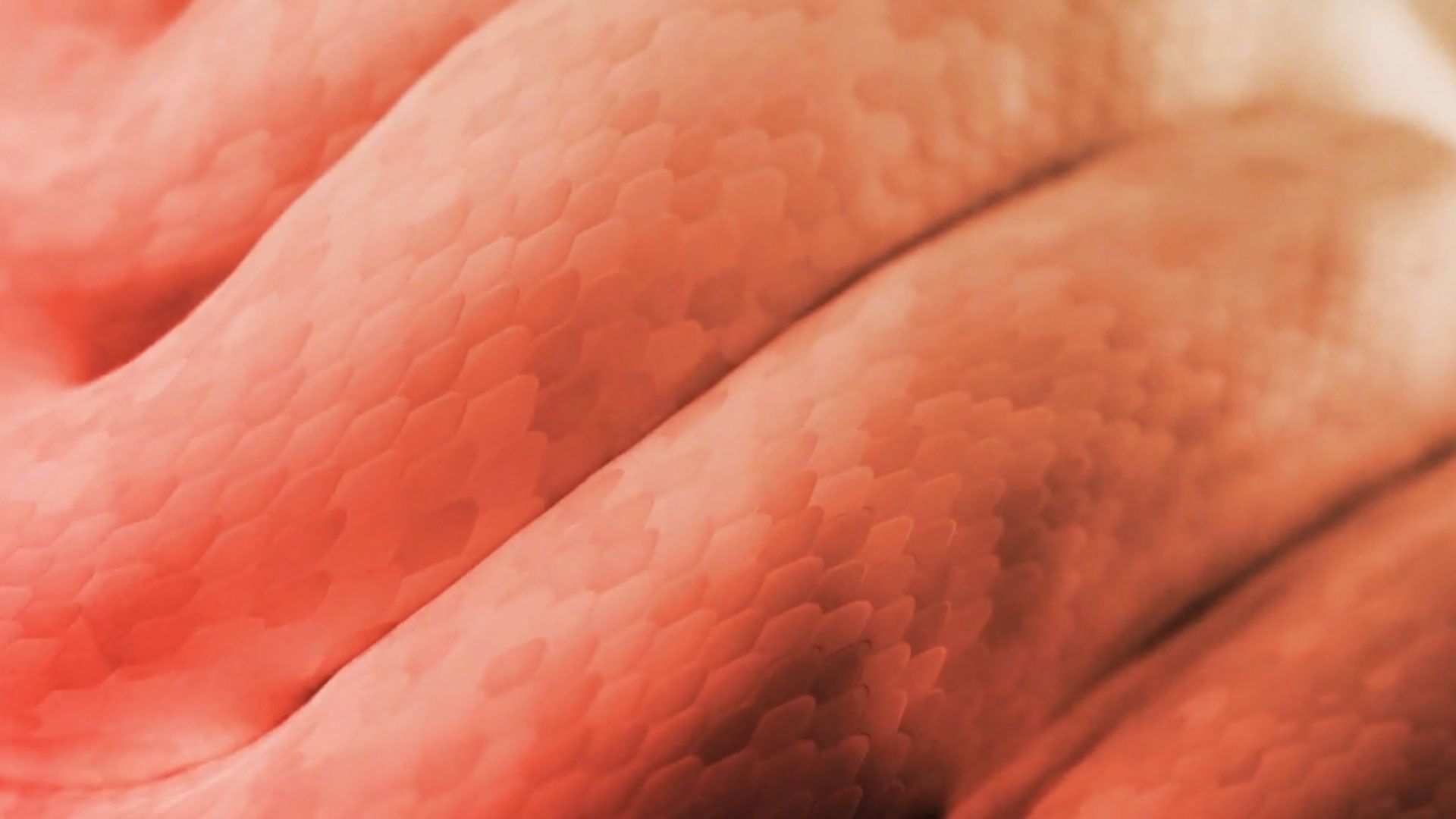 AEDC_Visuales5_00000.jpg